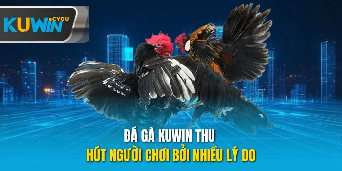 Đá gà Kuwin thu hút người chơi bởi nhiều lý do
